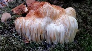 Attēlu rezultāti vaicājumam “fungi”