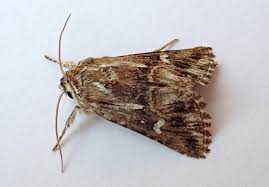 Attēlu rezultāti vaicājumam “Calophasia lunula”