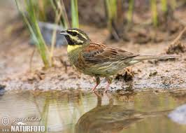 Image result for Emberiza cirlus