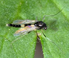Attēlu rezultāti vaicājumam “Cricotopus male”