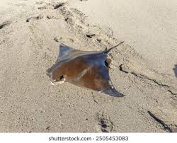 Image result for Rhinoptera bonasus