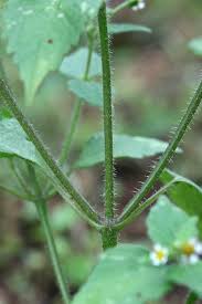 Attēlu rezultāti vaicājumam “Galinsoga quadriradiata leaf”