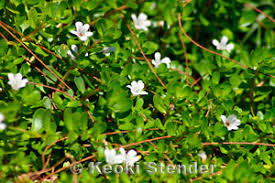 Attēlu rezultāti vaicājumam “Scrophulariaceae”