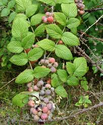 Attēlu rezultāti vaicājumam “Rubus nessensis fruit”