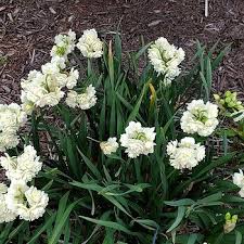 Attēlu rezultāti vaicājumam “Narcissus leaf”