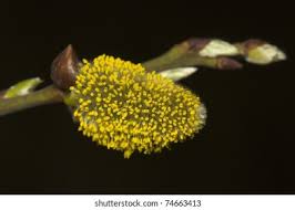 Attēlu rezultāti vaicājumam “Physarum viride var. aurantium stalked”