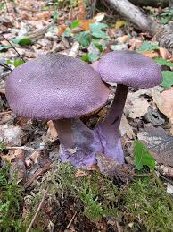 Attēlu rezultāti vaicājumam “Pucciniastrum areolatum”