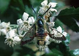 Attēlu rezultāti vaicājumam “Hemaris fuciformis”
