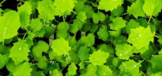 Image result for Pseudomyxus capensis