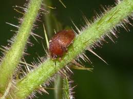 Attēlu rezultāti vaicājumam “Cychramus luteus”