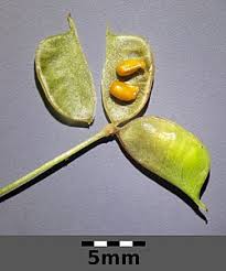 Attēlu rezultāti vaicājumam “Isopyrum thalictroides leaf”