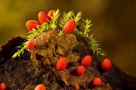 Attēlu rezultāti vaicājumam “Lycogala conicum macro”