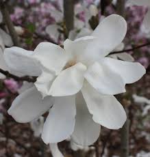 Attēlu rezultāti vaicājumam “Magnolia x loebneri flower”