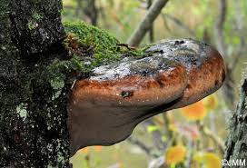 Attēlu rezultāti vaicājumam “Phellinus alni”
