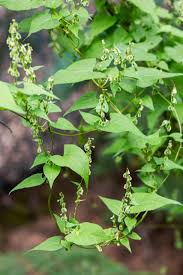 Attēlu rezultāti vaicājumam “Fallopia dumetorum”