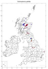 Attēlu rezultāti vaicājumam “Sclerophora pallida”