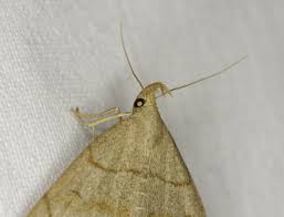 Attēlu rezultāti vaicājumam “Herminia tarsicrinalis”