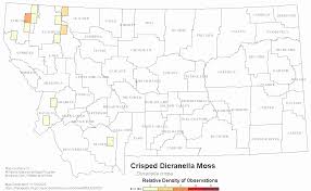 Attēlu rezultāti vaicājumam “Dicranella crispa”