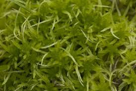 Attēlu rezultāti vaicājumam “Sphagnum fimbriatum”