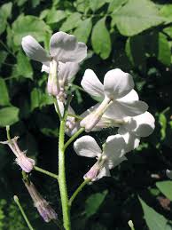 Attēlu rezultāti vaicājumam “Hesperis matronalis bud”