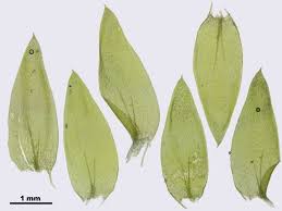 Attēlu rezultāti vaicājumam “Plagiothecium succulentum”