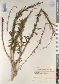 Attēlu rezultāti vaicājumam “Silene tatarica”