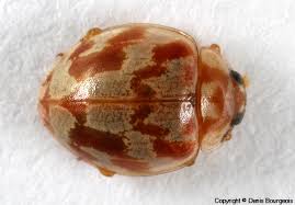 Attēlu rezultāti vaicājumam “Myrrha octodecimguttata”