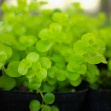 Attēlu rezultāti vaicājumam “Lysimachia nummularia”