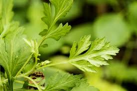 Attēlu rezultāti vaicājumam “Artemisia vulgaris leaf”