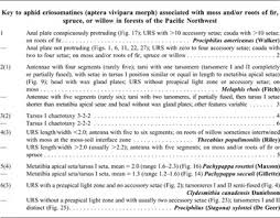 Attēlu rezultāti vaicājumam “Prociphilus xylostei”