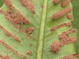 Attēlu rezultāti vaicājumam “Phronia sp. larva”