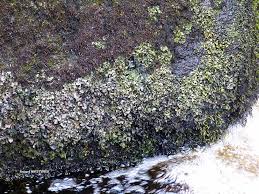 Attēlu rezultāti vaicājumam “Dermatocarpon luridum”