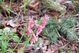 Attēlu rezultāti vaicājumam “Corydalis solida leaf”