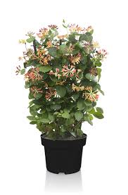 Attēlu rezultāti vaicājumam “Lonicera”