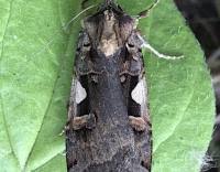 Attēlu rezultāti vaicājumam “Xestia c-nigrum”