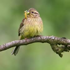 Image result for Emberiza cirlus