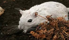 Attēlu rezultāti vaicājumam “Muridae”