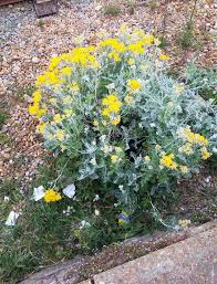 Image result for Cineraria maritima