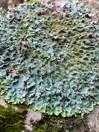 Attēlu rezultāti vaicājumam “Punctelia subrudecta”