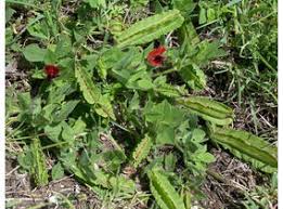 Image result for Lotus tetragonolobus