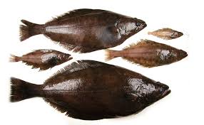 Image result for Reinhardtius hippoglossoides