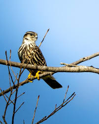 Image result for Falco columbarius