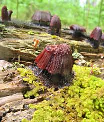 Attēlu rezultāti vaicājumam “Ptilidium pulcherrimum sporophyte”