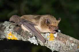 Attēlu rezultāti vaicājumam “Eptesicus serotinus”