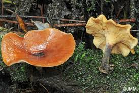 Attēlu rezultāti vaicājumam “Polyporus tubaeformis”