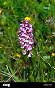 Attēlu rezultāti vaicājumam “Dactylorhiza maculata”