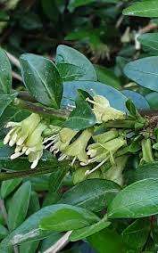 Attēlu rezultāti vaicājumam “Lonicera”