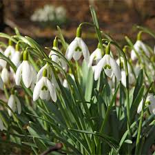 Attēlu rezultāti vaicājumam “Galanthus nivalis fruit”