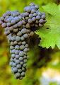 Cabernet Sauvignon