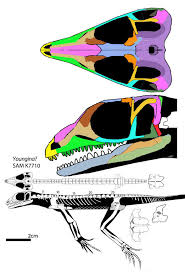 Attēlu rezultāti vaicājumam “Reticularia jurana young”